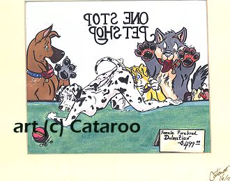 cataroo gallery page 9 full