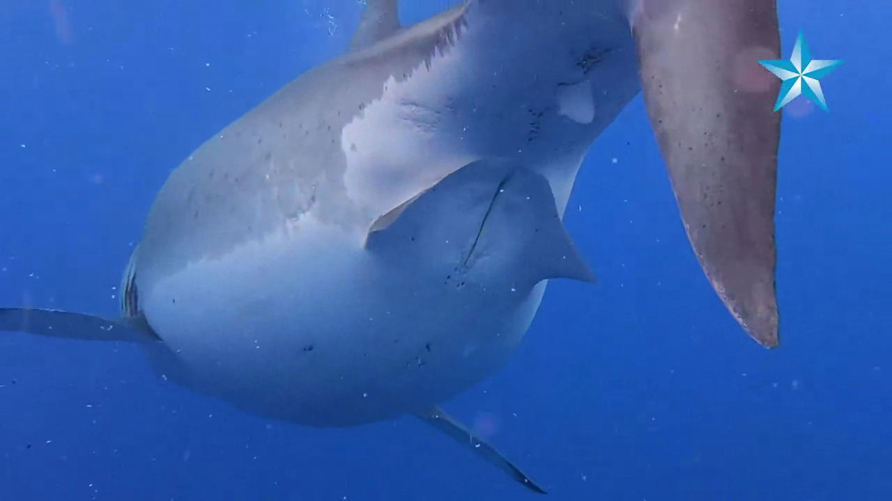 /trash/ Shark Thread page 1 full