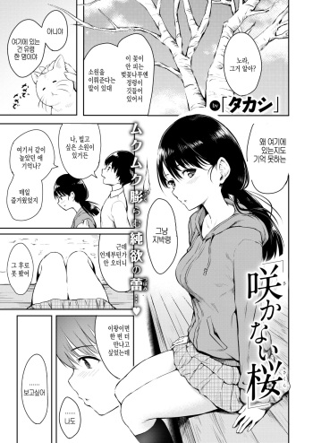 [Takashi] Sakanai Sakura | 피지 않는 벚꽃 (COMIC Kairakuten 2019-06) [Korean] [Digital] cover